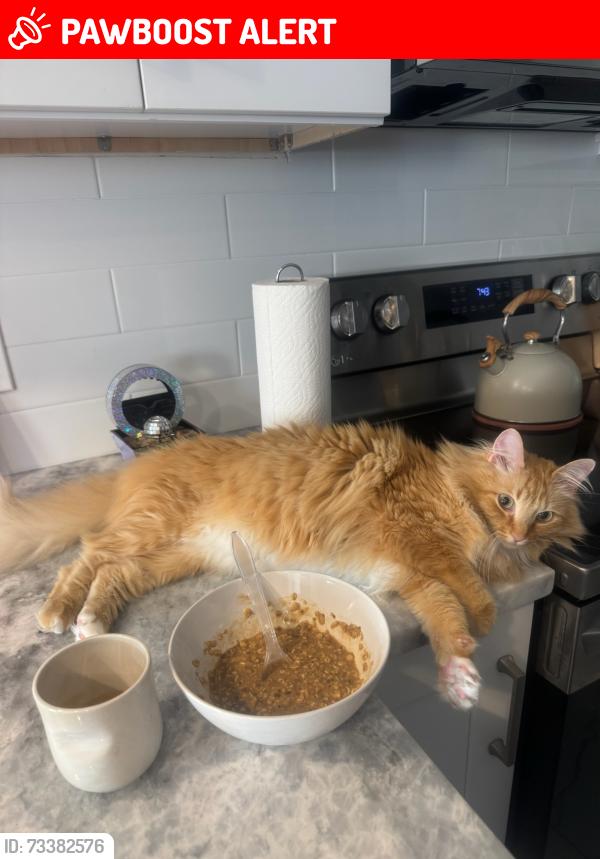 Lost Female Cat last seen 79th and west dr, North Bay Village, FL 33141