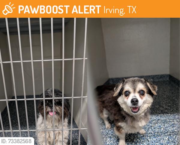 Found/Stray Female Dog last seen Vassar Dr near O'Conner Road, Irving, TX 75062