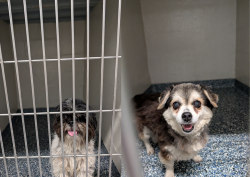 Found/Stray Female Dog last seen Vassar Dr near O'Conner Road, Irving, TX 75062