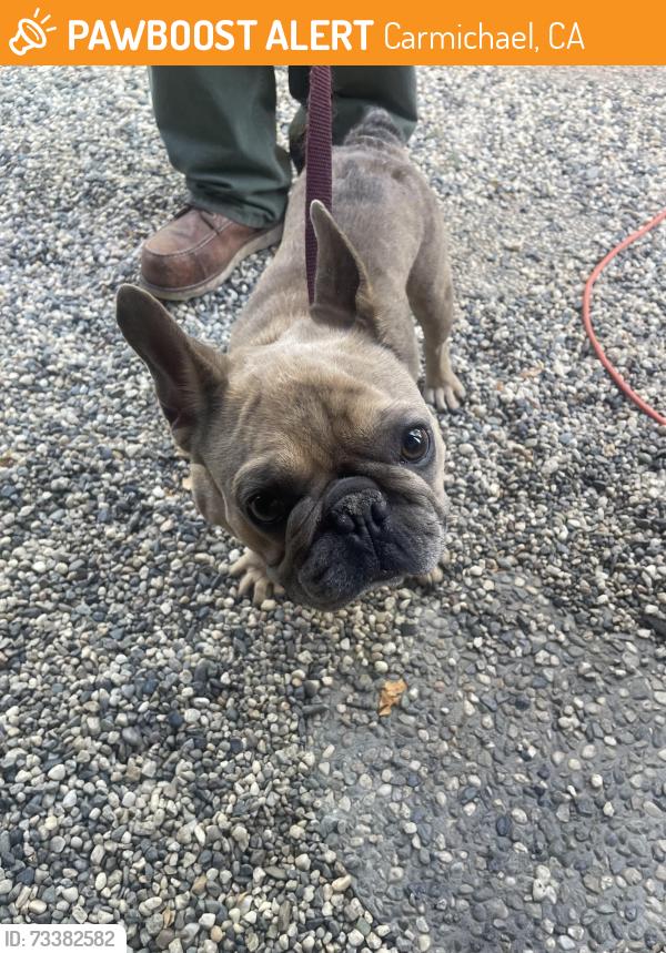Found/Stray Male Dog last seen Garfield and Greenback ln, Carmichael, CA 95608