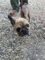 Found/Stray Male Dog last seen Garfield and Greenback ln, Carmichael, CA 95608
