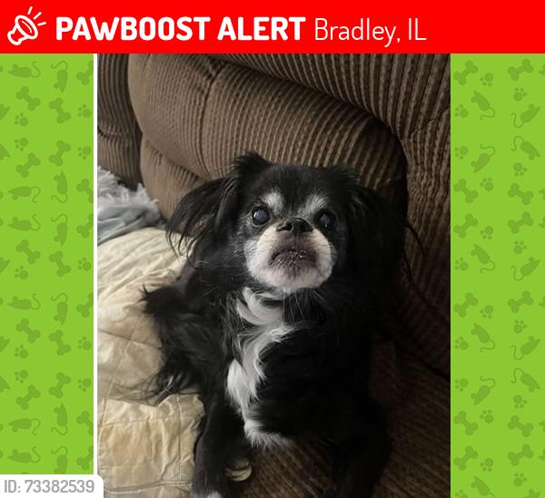 Lost Female Dog last seen South Jefferson and Broadway, Bradley, IL 60915