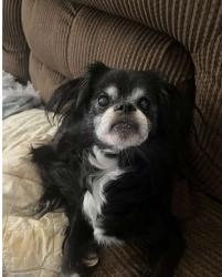 Lost Female Dog last seen South Jefferson and Broadway, Bradley, IL 60915