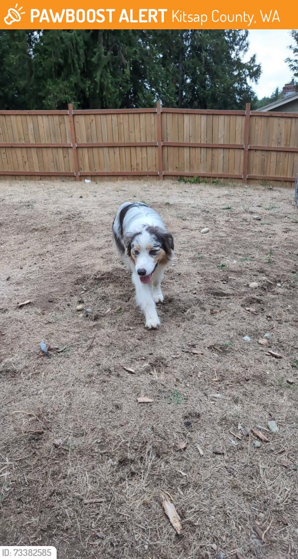 Found/Stray Unknown Dog last seen Crossroads church, Kitsap County, WA 98311