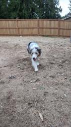 Found/Stray Unknown Dog last seen Crossroads church, Kitsap County, WA 98311