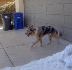 Reunited Unknown Dog last seen Breaker, Hayward, CA 94545