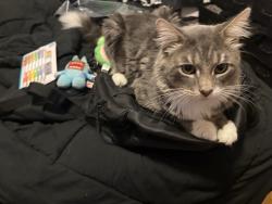 Lost Male Cat last seen Vernon st, Worcester, MA 01604