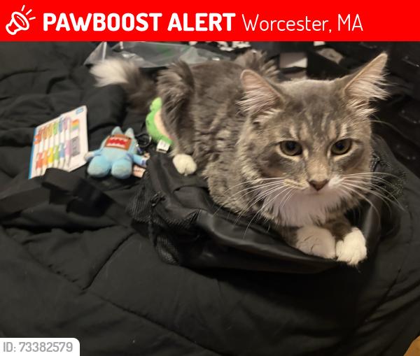 Lost Male Cat last seen Vernon st, Worcester, MA 01604