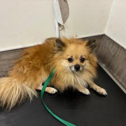 Shelter Stray Male Dog last seen , 361 S Raymond Ave, Pasadena, CA 91105, USA