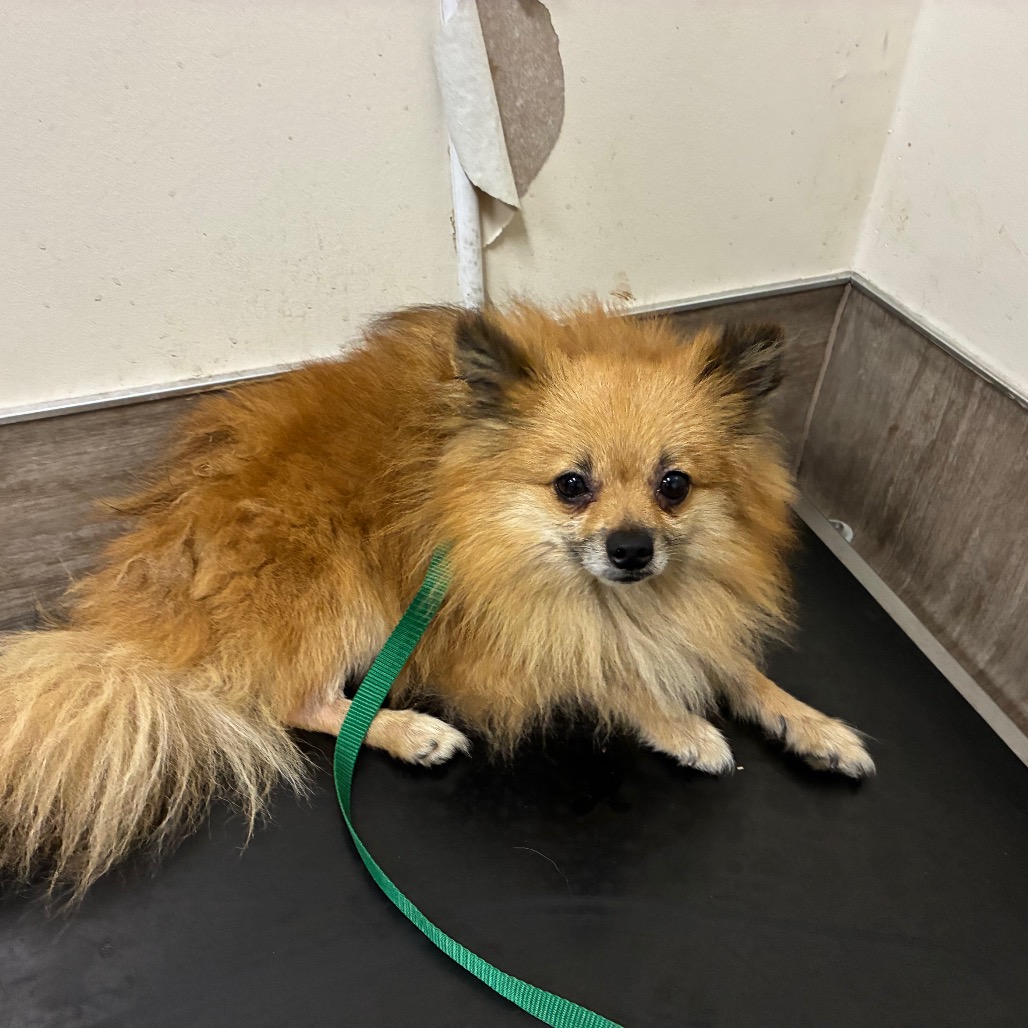 Shelter Stray Male Dog last seen , 361 S Raymond Ave, Pasadena, CA 91105, USA
