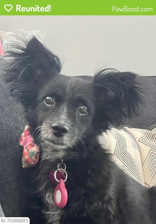 Reunited Female Dog last seen Alamo/Columbia, Riverside, CA 92501
