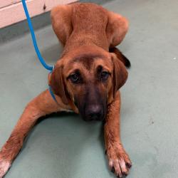 Shelter Stray Female Dog last seen , 2350 Appling City Cove, Memphis, TN 38133, USA