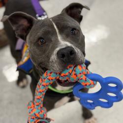 Shelter Stray Female Dog last seen , 328 Furman Hall Rd, Greenville, SC 29609, USA