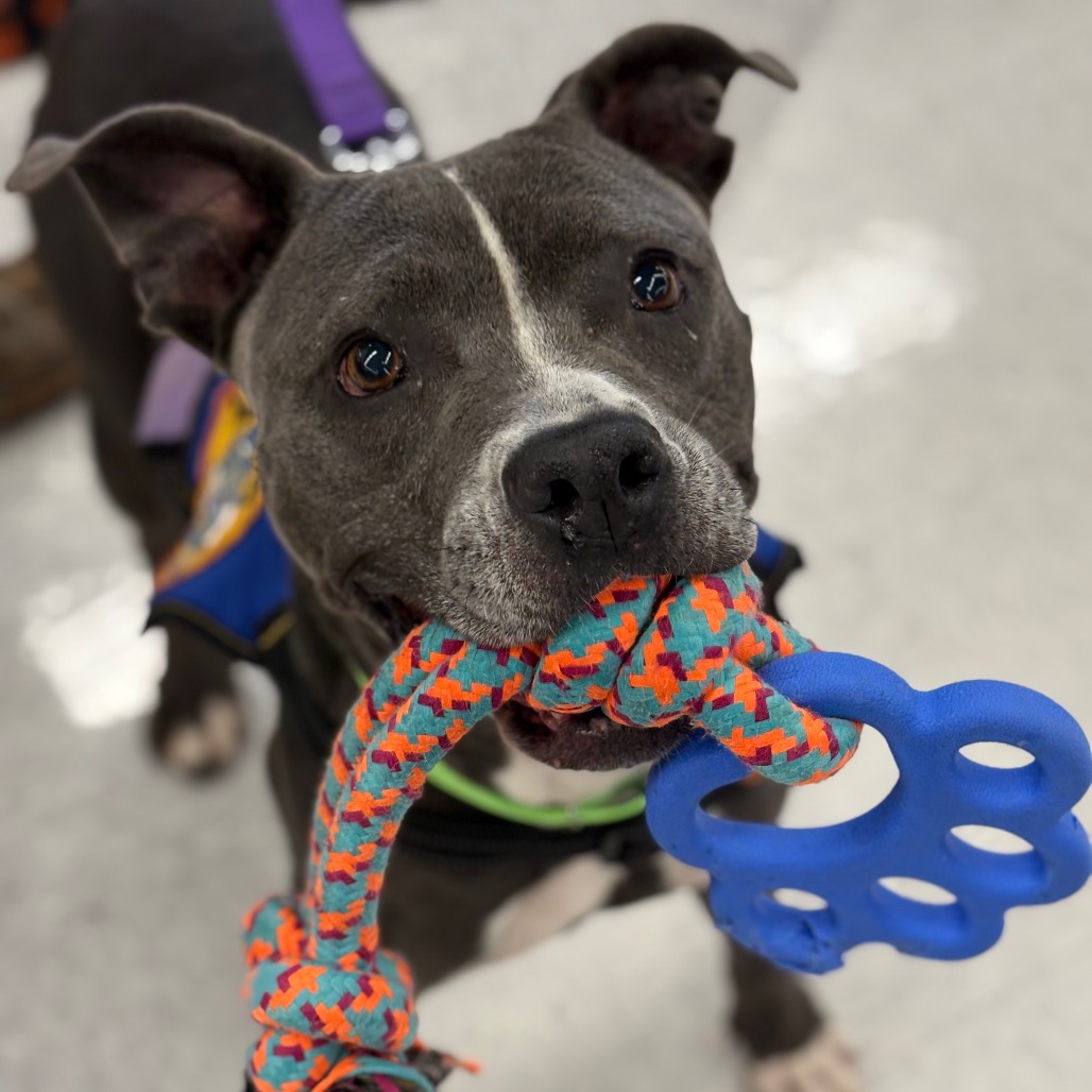 Shelter Stray Female Dog last seen , 328 Furman Hall Rd, Greenville, SC 29609, USA