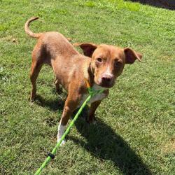 Shelter Stray Female Dog last seen , 328 Furman Hall Rd, Greenville, SC 29609, USA