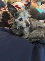 Lost Male Dog last seen Benbrook terrace and Vernon Castle road, Benbrook, TX 76126