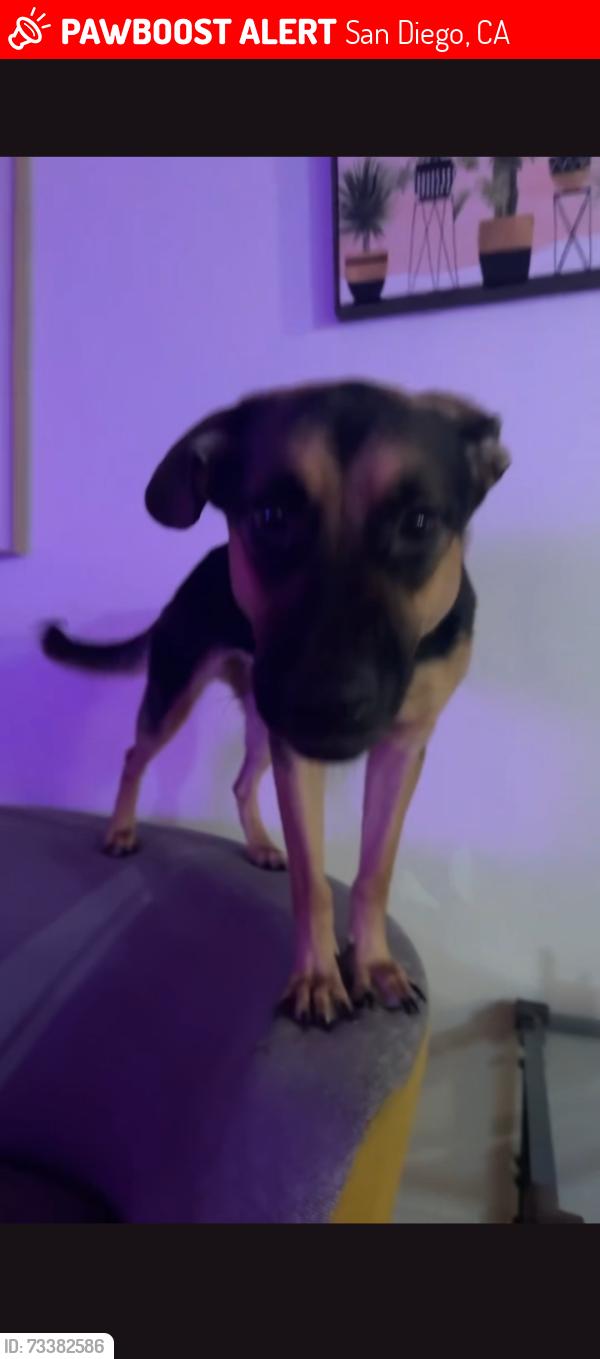 Lost Female Dog last seen Colina park north apmts, San Diego, CA 92115
