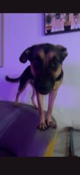 Lost Female Dog last seen Colina park north apmts, San Diego, CA 92115