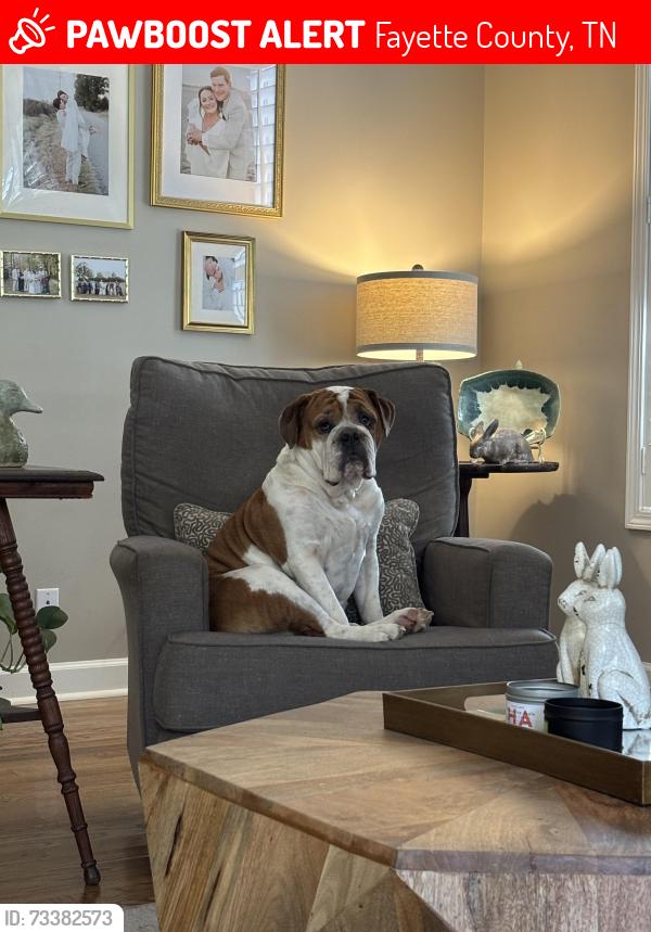 Lost Male Dog last seen Somerville Country Club, Fayette County, TN 38068