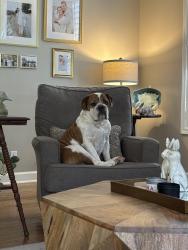 Lost Male Dog last seen Somerville Country Club, Fayette County, TN 38068