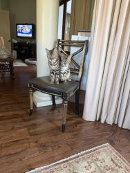 Lost Female Cat last seen Near Burnt Pine Ln, Miramar Beach, FL 32550