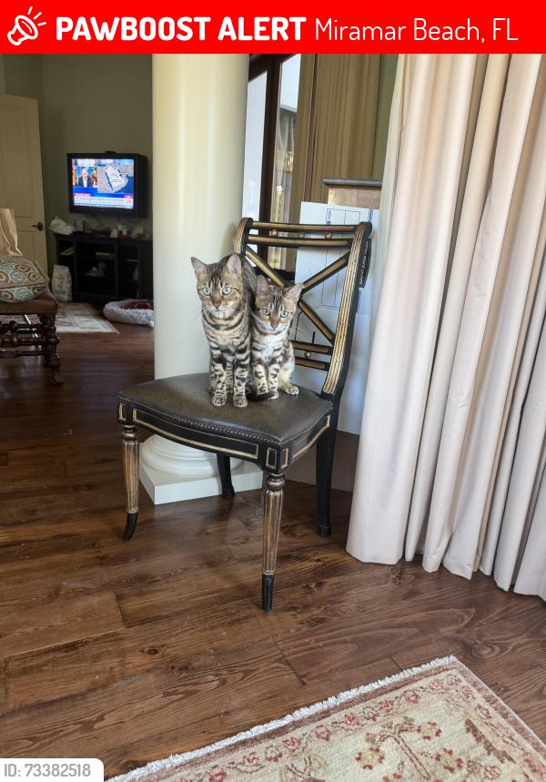 Lost Female Cat last seen Near Burnt Pine Ln, Miramar Beach, FL 32550