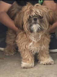 Lost Female Dog last seen Crookpost Dr, Princeton, TX 75407