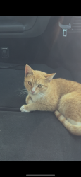 Lost Female Cat last seen maurie dr, Haltom City, TX 76148