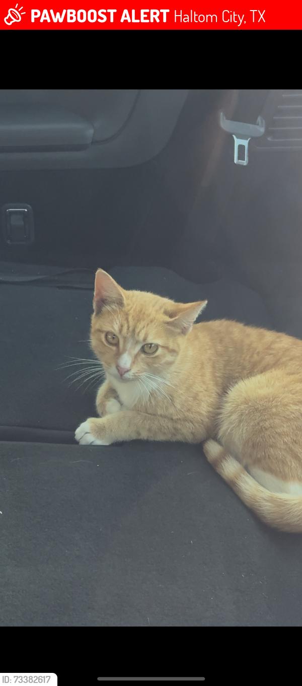 Lost Female Cat last seen maurie dr, Haltom City, TX 76148