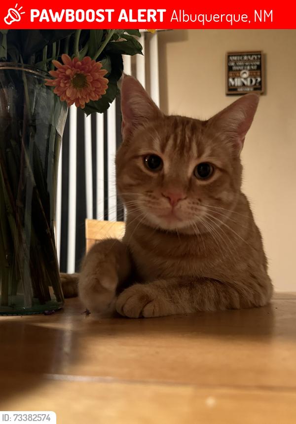 Lost Male Cat last seen Trinidad and Comanche, Albuquerque, NM 87111