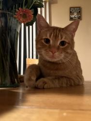 Lost Male Cat last seen Trinidad and Comanche, Albuquerque, NM 87111