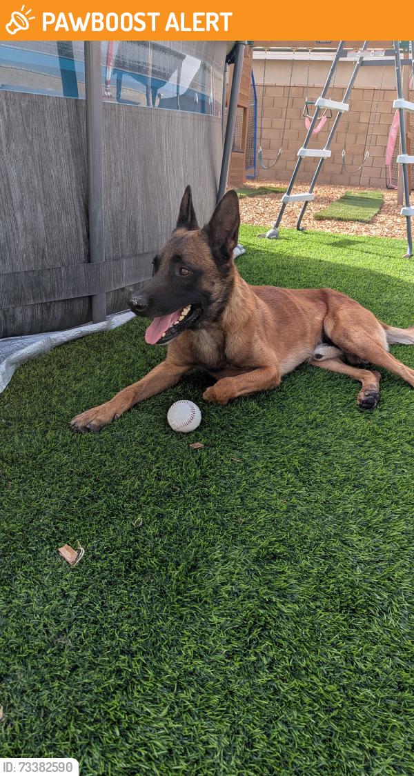 Found/Stray Male Dog last seen In my backyard, Riverside County, CA 92545