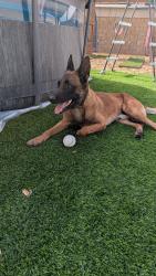 Found/Stray Male Dog last seen In my backyard, Riverside County, CA 92545