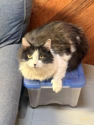 Reunited Male Cat last seen Quill ave Sunland, Los Angeles, CA 91040