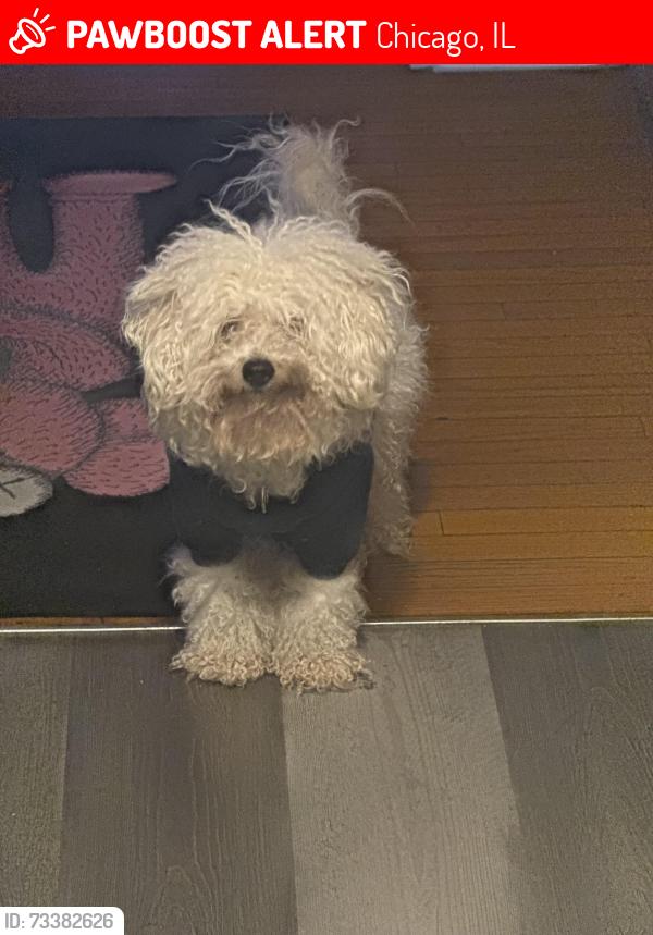 Lost Male Dog last seen Near south prairie, Chicago, IL 60653