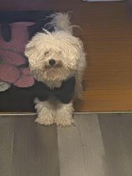 Lost Male Dog last seen Near south prairie, Chicago, IL 60653