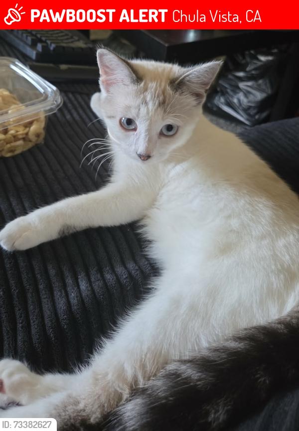 Lost Female Cat last seen Broadway and D Street, Chula Vista, CA 91912