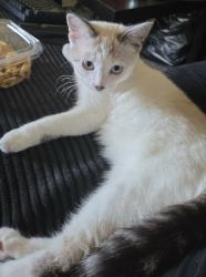 Lost Female Cat last seen Broadway and D Street, Chula Vista, CA 91912