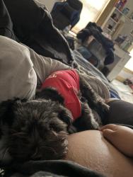 Lost Female Dog last seen Lunenburg at Fitchburg, Fitchburg, MA 01420