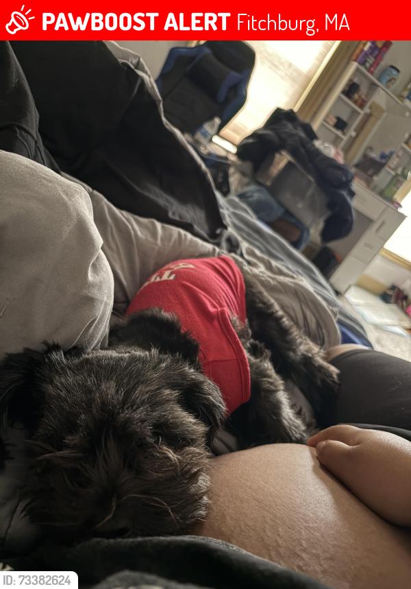 Lost Female Dog last seen Lunenburg at Fitchburg, Fitchburg, MA 01420