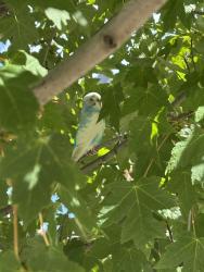 Found/Stray Unknown Bird last seen Hydrangea Gardens & William Cutmore Blvd, Oakville, ON 