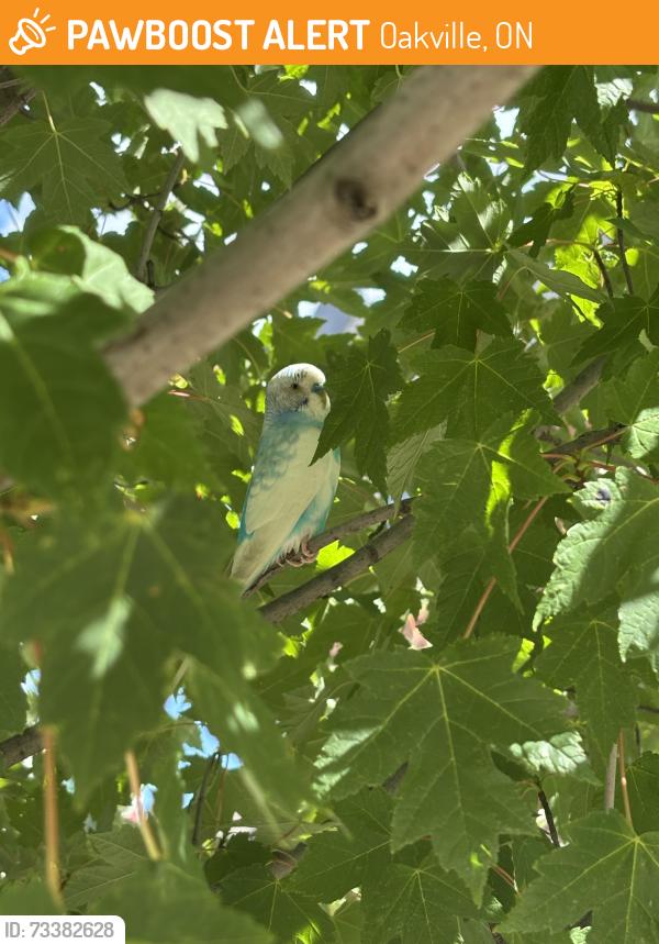 Found/Stray Unknown Bird last seen Hydrangea Gardens & William Cutmore Blvd, Oakville, ON 