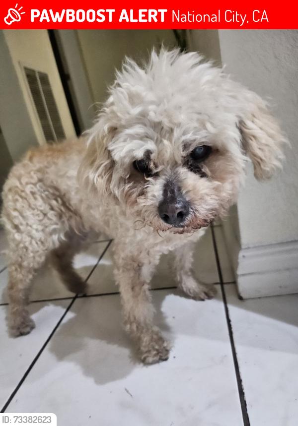 Lost Female Dog last seen Nearby steets of Cherry Blossom St, Buttercup Lane, National City, CA 91950