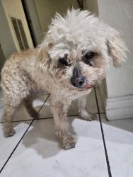 Lost Female Dog last seen Nearby steets of Cherry Blossom St, Buttercup Lane, National City, CA 91950