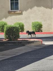 Found/Stray Unknown Dog last seen Bela rosa apmts building 19, Anthem, AZ 85086