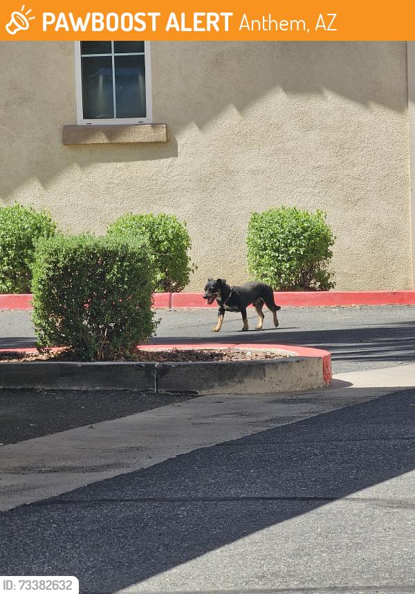 Found/Stray Unknown Dog last seen Bela rosa apmts building 19, Anthem, AZ 85086