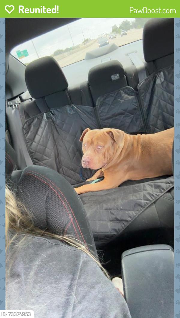 Reunited Male Dog last seen Seacrest Road on Lantana, Lantana, FL 33462