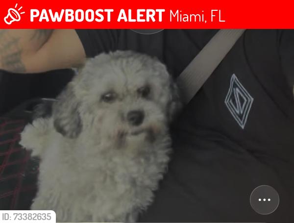 Lost Female Dog last seen 22ave nw 24st, Miami, FL 33127