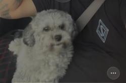 Lost Female Dog last seen 22ave nw 24st, Miami, FL 33127