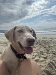Lost Male Dog last seen Bojangles, Pasquotank County, NC 27909